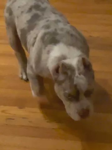 Lilac Tri Male in Tampa, Florida