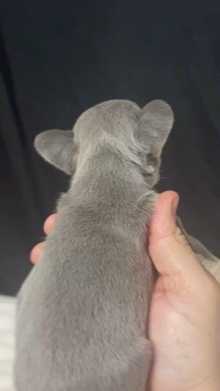 Female Lilac Tri French Bulldog in Raleigh, North Carolina