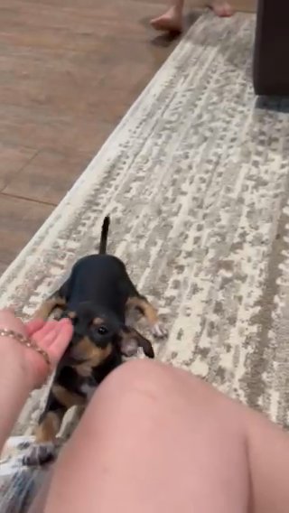 Chihuahua Female in Houston, Texas