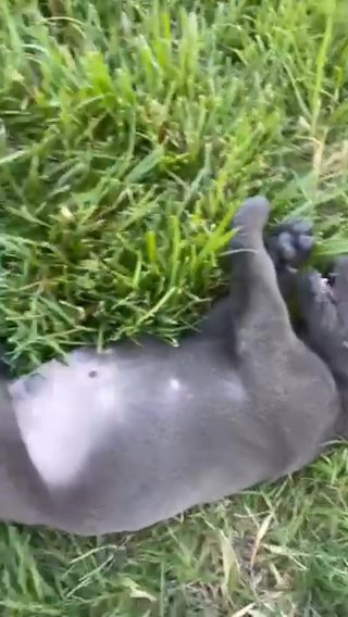 Italian Cane Corso Puppy 6 Weeks Old in Charlotte, North Carolina