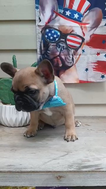 Male Frenchie in Coshocton, Ohio