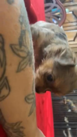 Long Hair Merle Chihuahua in Westfield, Massachusetts