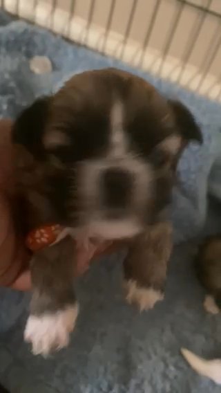 Shihtzu’s in Columbia, South Carolina