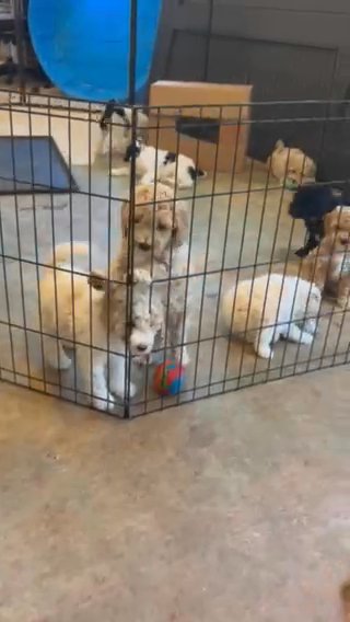 Mini Golden doodles in Atlanta, Georgia