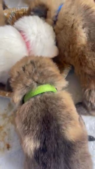 4 Week Old German Shepherd Pups in Canton, Mississippi