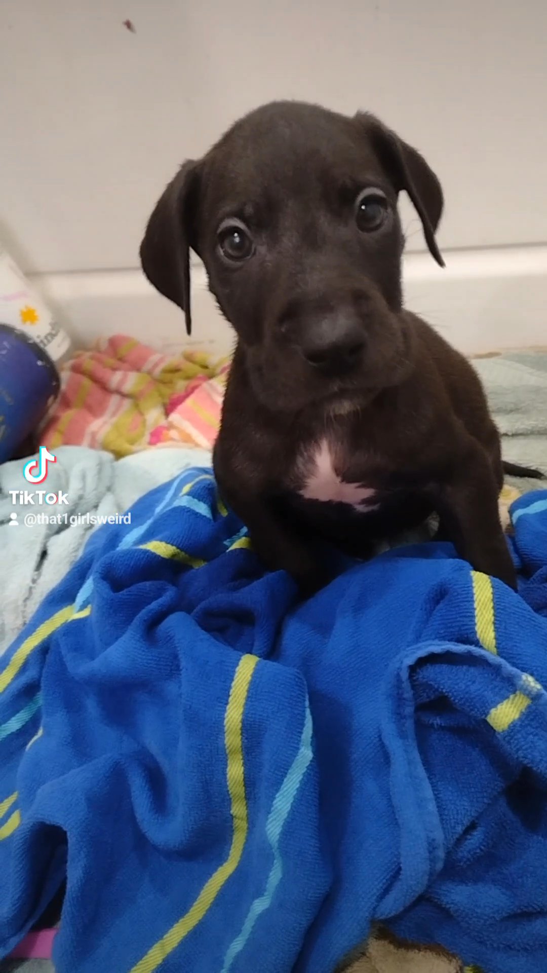 AKC Great Danes in Battle Creek, Michigan