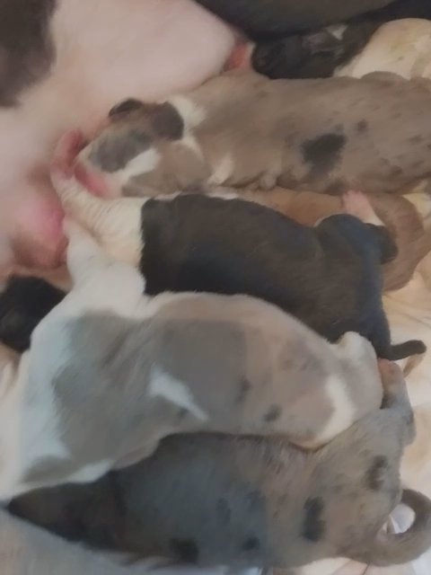 AKC Reg 75% Euro Great danes in Cookeville, Tennessee