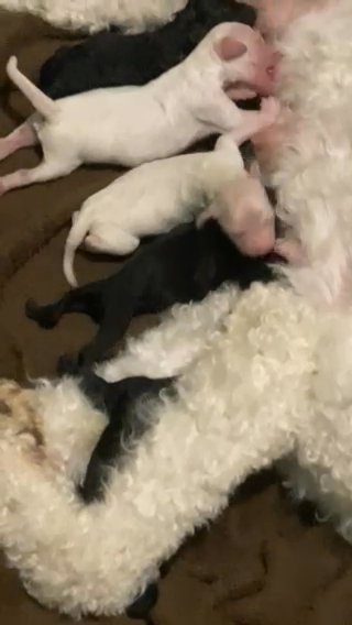 AKC Standard Poodle Puppies in Lubbock, Texas