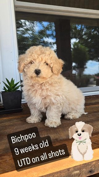 Beautiful Bichpoos in Euclid, Ohio