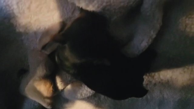 Teacup AKC Yorkie female traditional in Jacksonville, Florida