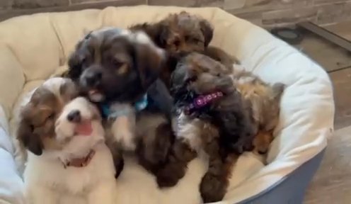 Havanese Puppiea in Clermont, Florida