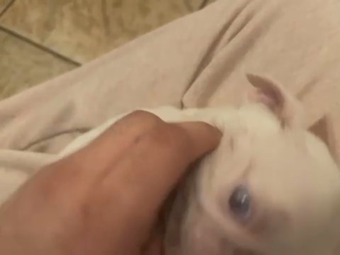Albino pug in New York City, New York