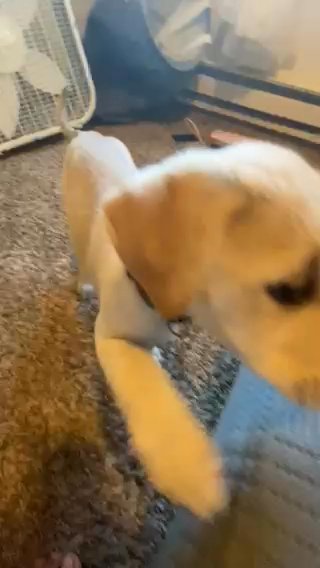 2 Month Old Puppy in Kent, Washington