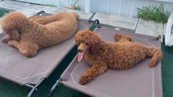Moyen  Poodle Need Home in Cape Coral, Florida