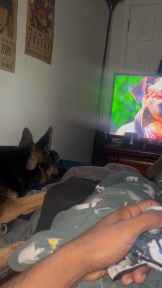 2 Year old German Sheperd ASAP in Chester, Pennsylvania
