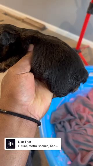 Fluffy Frenchie in Dayton, Ohio