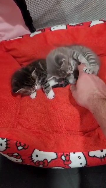 kittens in Philadelphia, Pennsylvania