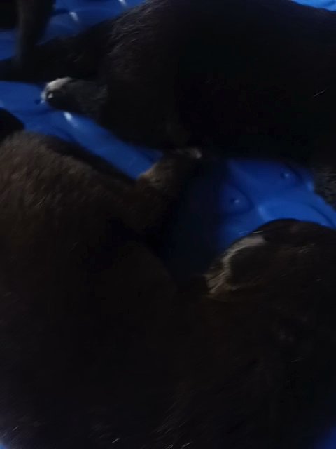 labskys pups in Redlands, California