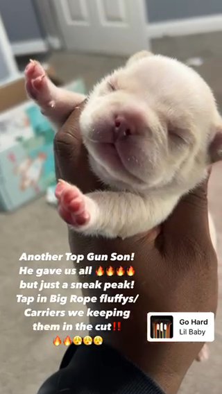 Fluffy And Fluffy Carrier Frenchies All Males in Dayton, Ohio