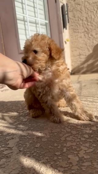 Toy Poodle in Cape Coral, Florida