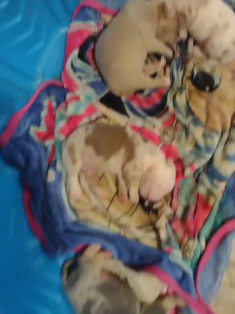 pocket American bully exotic extreme in Salisbury, Maryland
