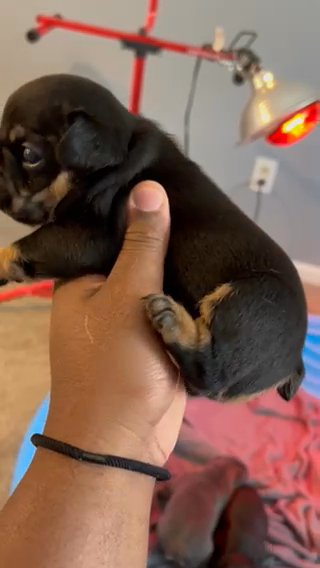 Fluffy Carrier Frenchie in Dayton, Ohio