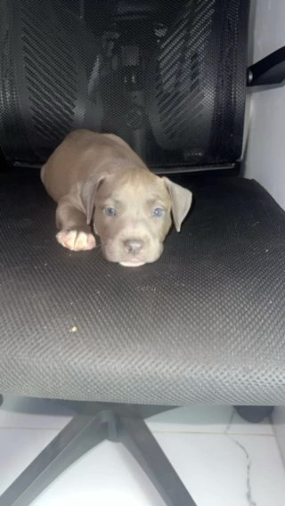 2 Month Old Pup For Sale in Miami Beach, Florida