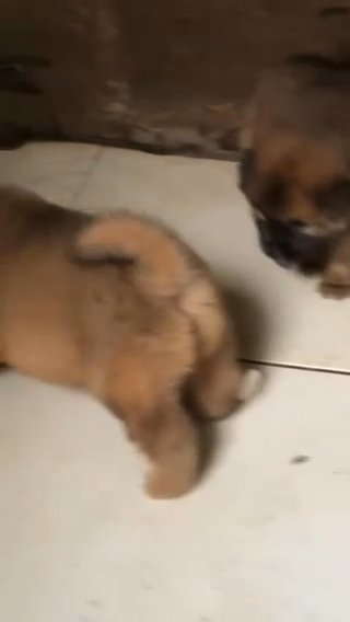 chow chow puppies in Augusta, Georgia