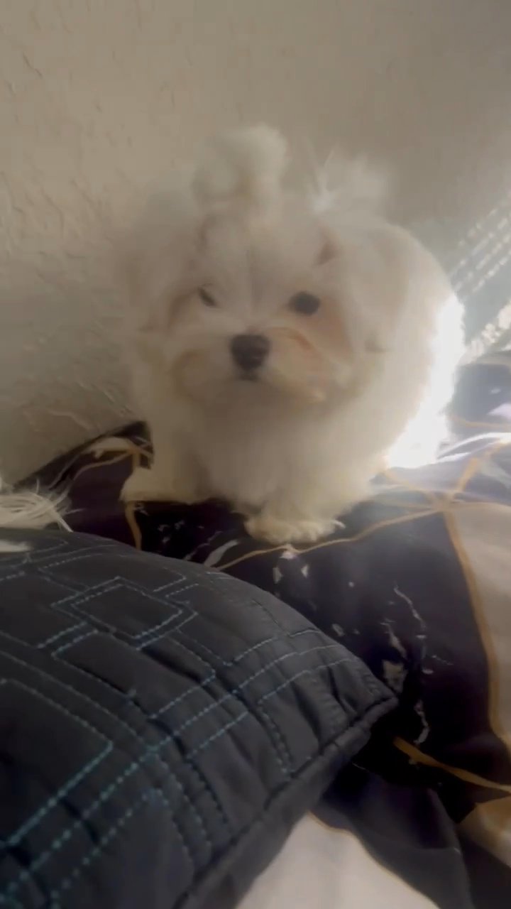 maltese puppies in Jacksonville, Florida