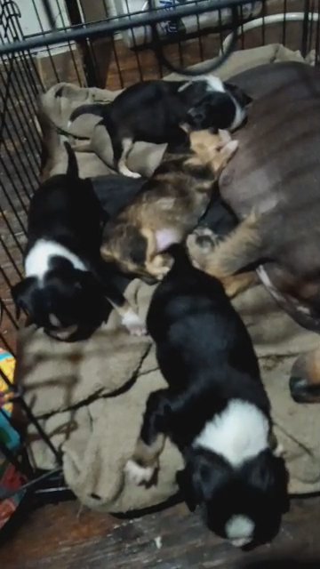 Chihuahua - mini dashounds mixed pups in Aiken, South Carolina