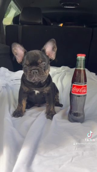 Akc French Bulldog Male in Orlando, Florida