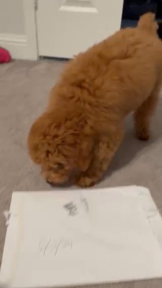 Mini Poodle in Grand Prairie, Texas
