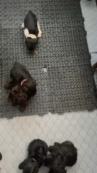 D Bougie Pets @ 4 Weeks Old in Dallas, Texas