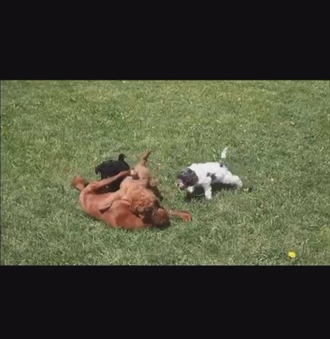 Male Cavapoo! in New York City, New York