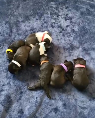 Miniature Schnauzers-Born5/16-Deposit 250 in Dallas, Texas