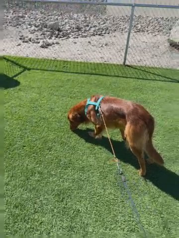 Adult Male Golden Retriever in Phoenix, Arizona