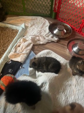 PRECIOUS ADORABLE POMERANIAN BABIES in Celina, Ohio