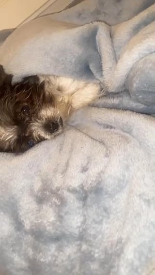 Havanese in Riverside, California
