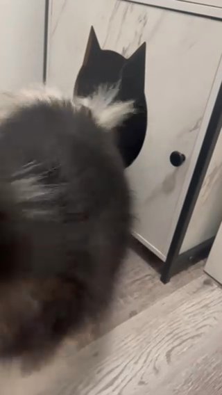 Taro The Mini Pomsky Needs A Home! in Westminster, California
