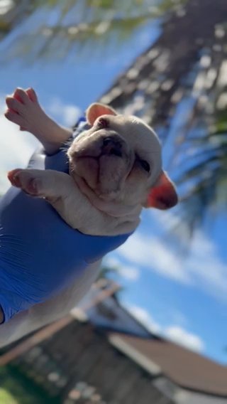 Cream Frenchie in Fort Lauderdale, Florida