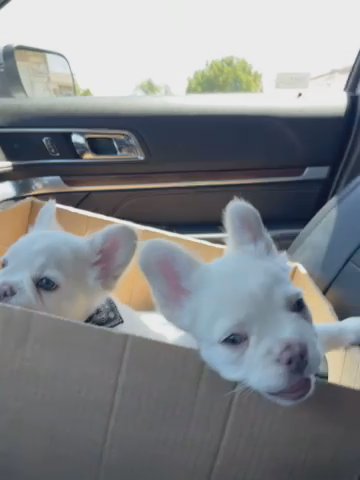 Isabella Platinum Fluffy Frenchies in Rialto, California