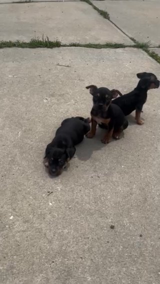 American Bully in Indianapolis, Indiana