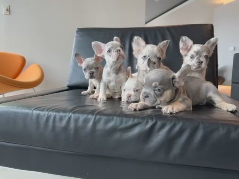 Lilac Merle Fluffy Litter in North Bethesda, Maryland