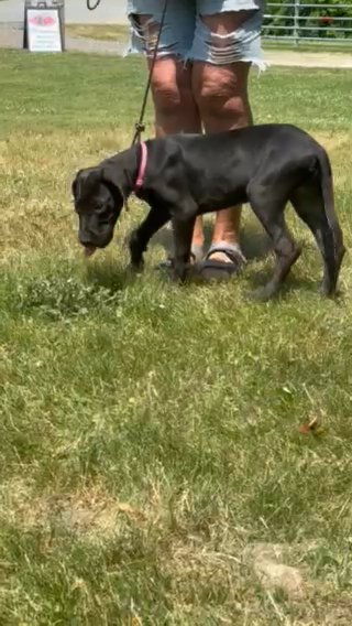 AKC Great Dane Puppy in Middleborough, Massachusetts