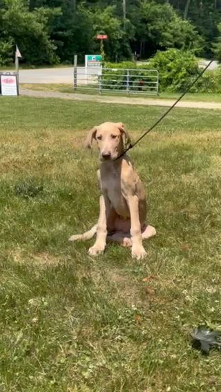 AKC Great Dane Puppy (Almond Joy) in Middleborough, Massachusetts