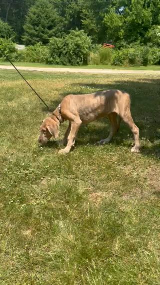 AKC Great Dane Puppy (York) in Middleborough, Massachusetts