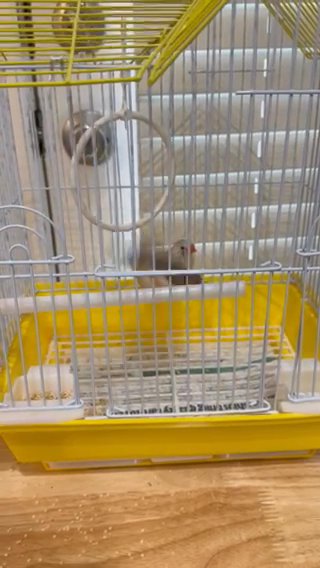 Finch Birds Male And Female in Lewisville, Texas