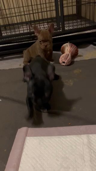 Black Frenchie in Tampa, Florida