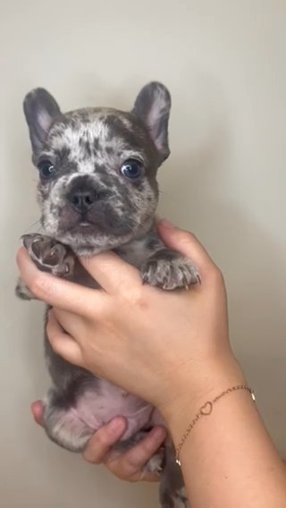 French BULLDOG in West Palm Beach, Florida