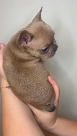 French Bulldog in West Palm Beach, Florida